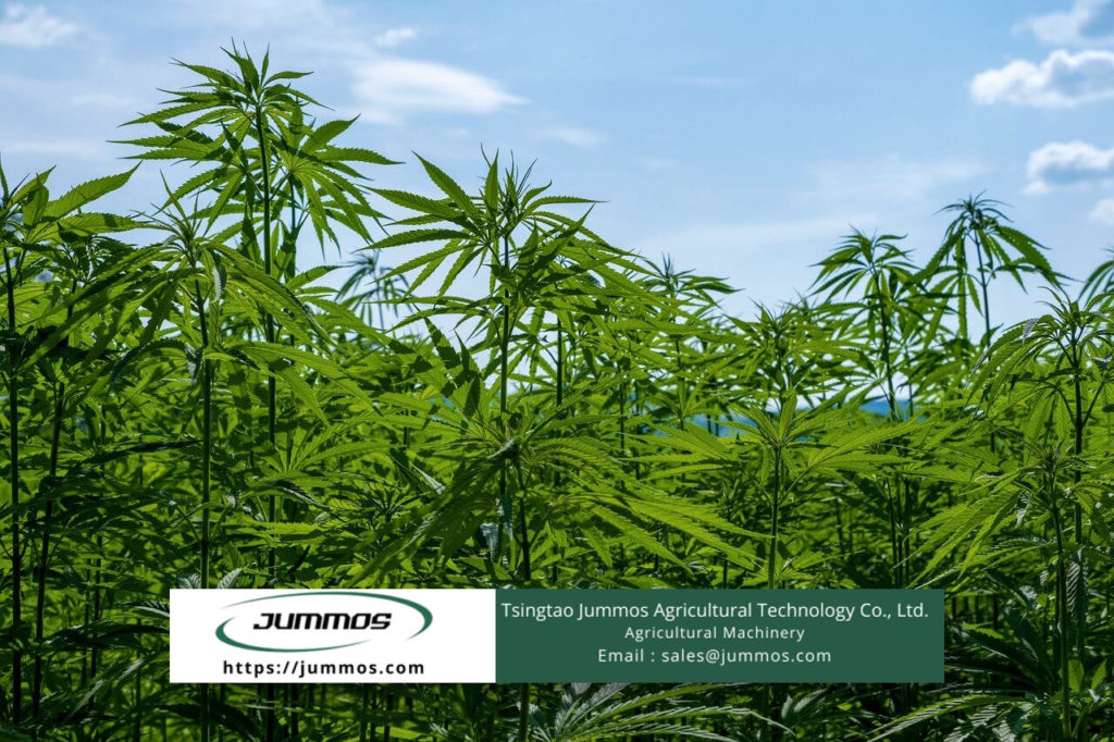 Industrial Hemp as a Weed and Disease Germ Control Agent