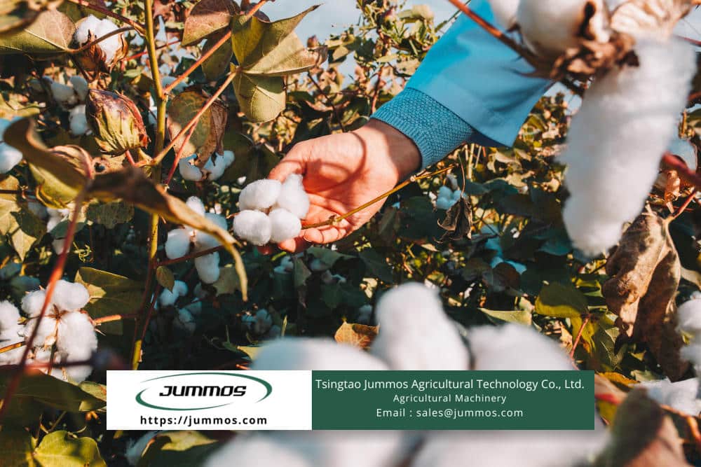 The Advantages of Cotton Harvest Residue